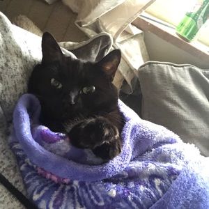 Meet your Posher, Mollie